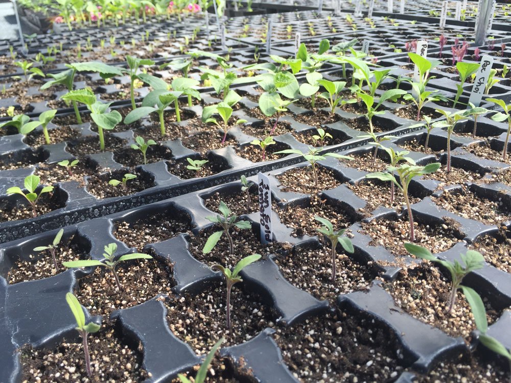homemade seed starting mix