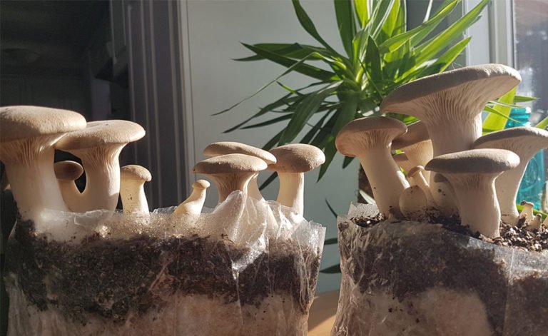 vermiculite mushroom substrate