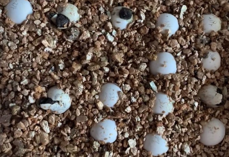 reptile egg hatching