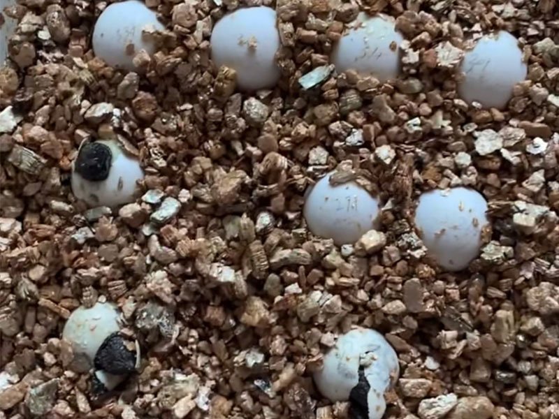 tortoise baby hatching