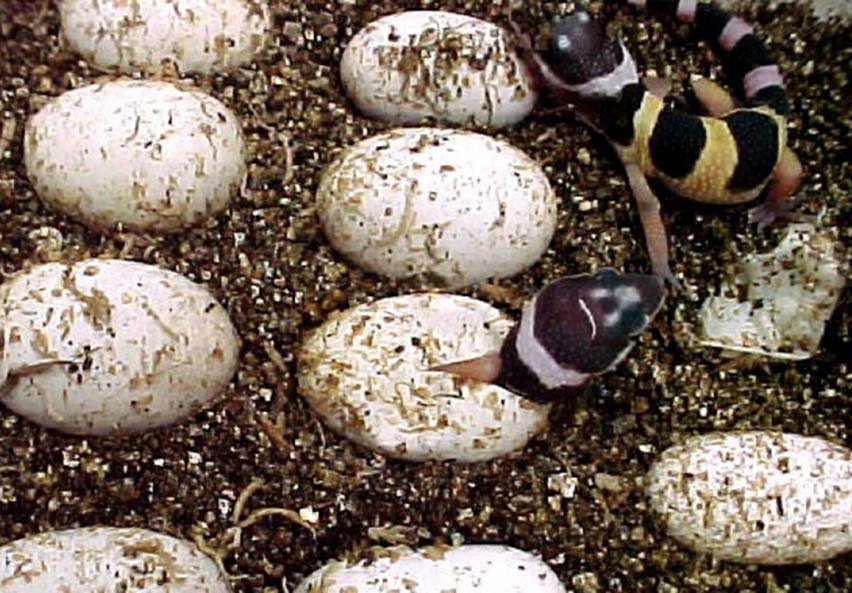 vermiculite for leopard gecko eggs