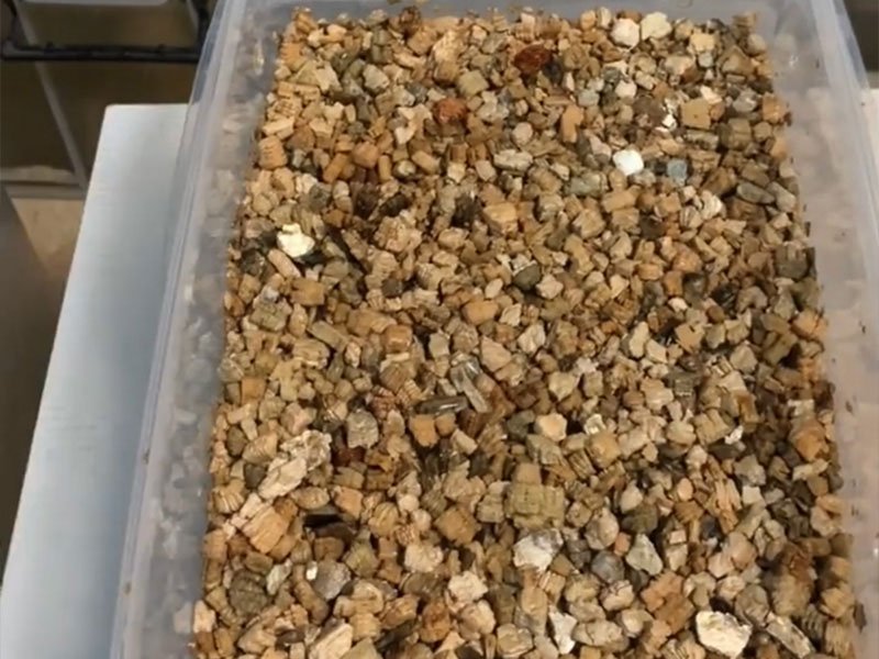 prepare vermiculite in eggs container
